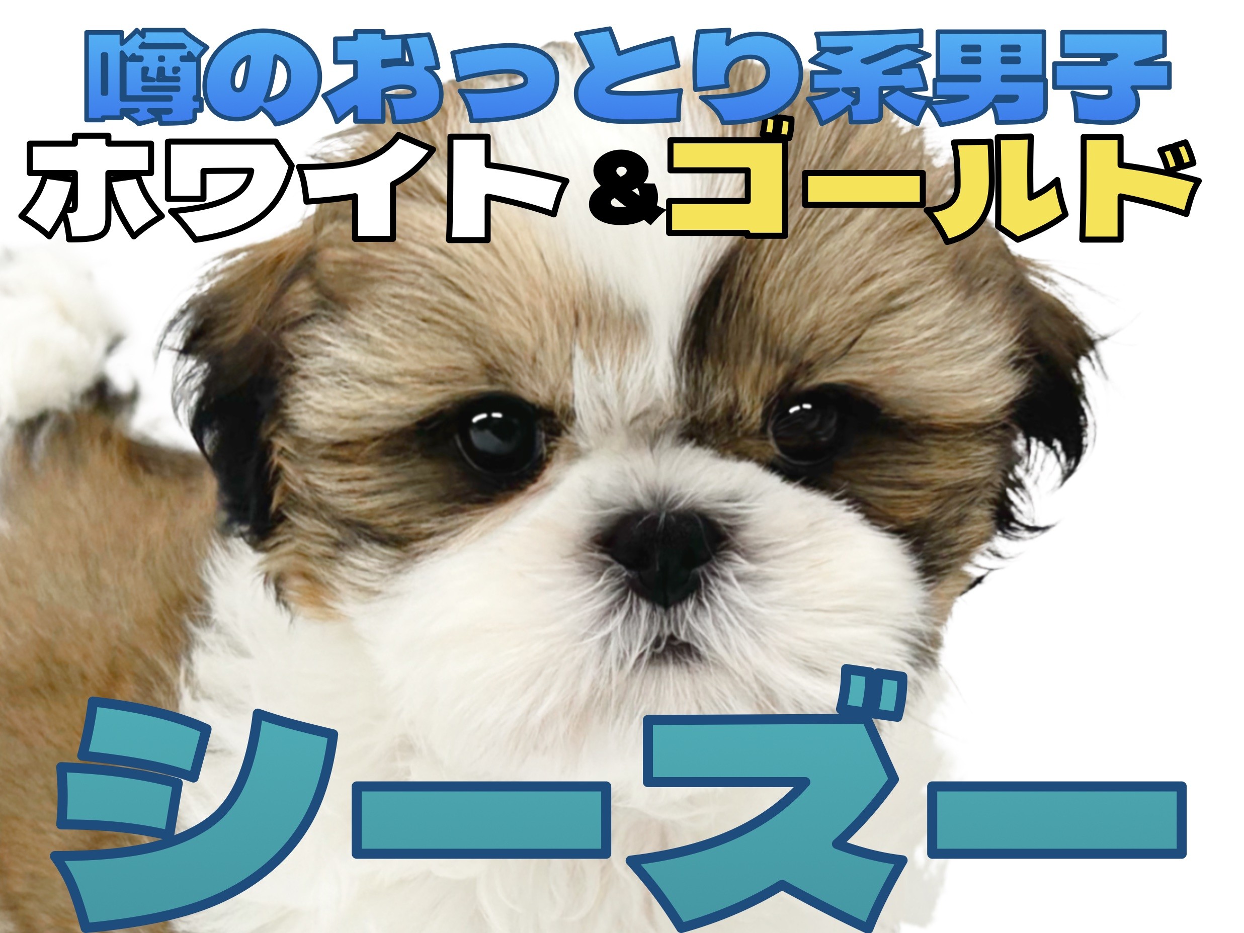 サイクリング♡シーズーちゃんマルチーズちゃん柴犬ちゃんetcオーダー受付ページ 38c6c38d09fe847ec0a0999770a2c5