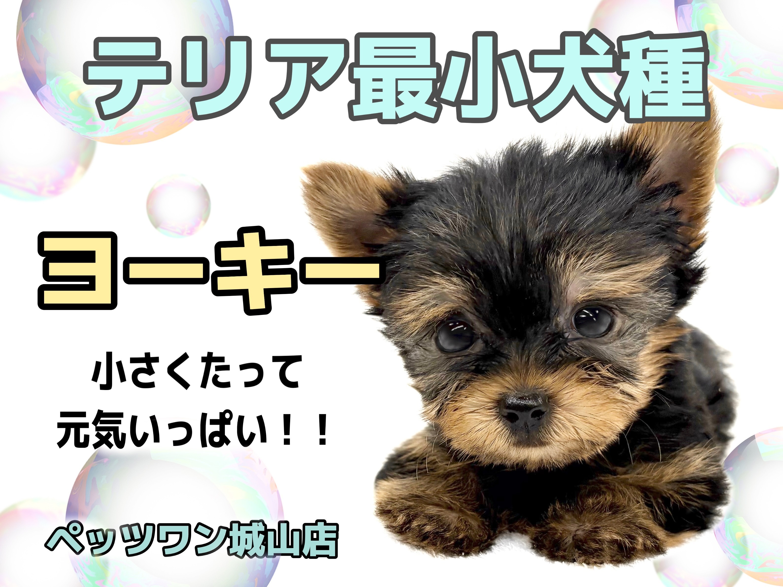 ヨークシャーテリア 】お待たせしました！可愛すぎるヨーキー