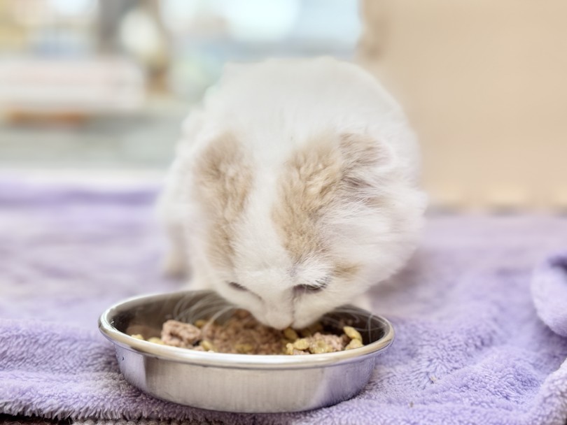 1日3回のふやかしゴハンは、しっかりと完食！ | スコティッシュフォールド  （06-256） - 横浜 大倉山店