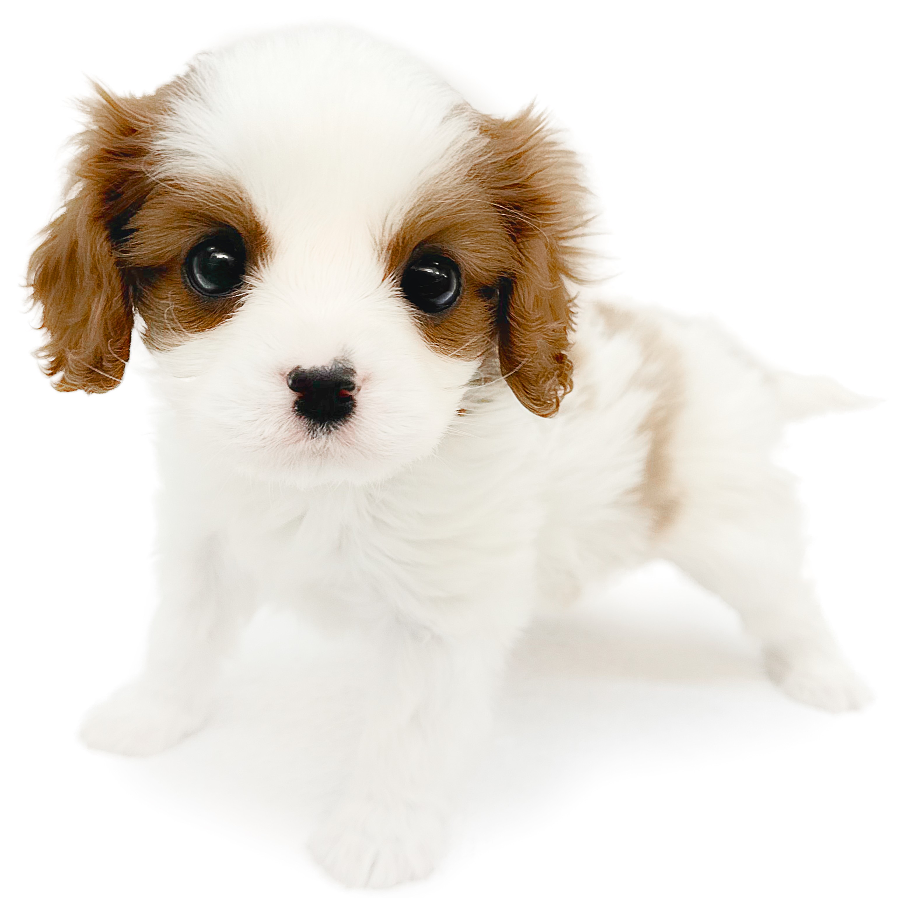 キャバリア・キングチャールズ・スパニエル | ペットショップ マルワン