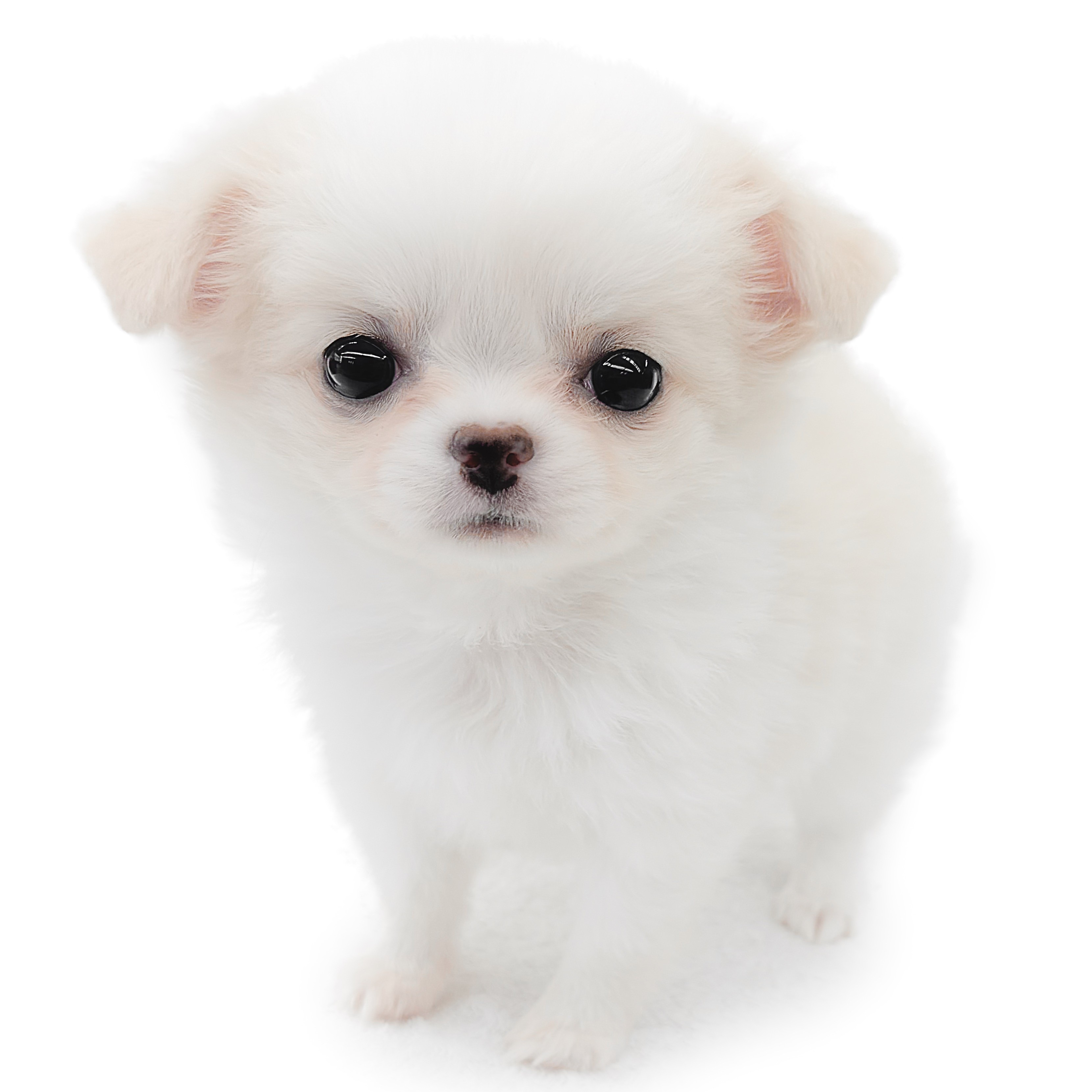 犬と猫のエマージェンシー対応 Amazon.co.jp: 犬と猫のエマージェンシー対応 すぐに検索！臨床