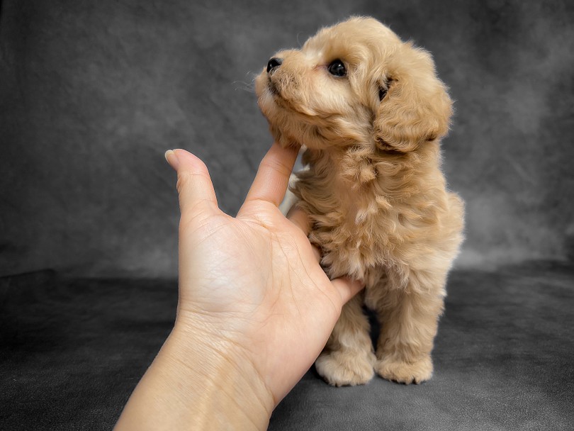 ドワーフタイプがお好きなかたにはおすすめです！ | MIX犬 マルプー （06-257） - 横浜 大倉山店