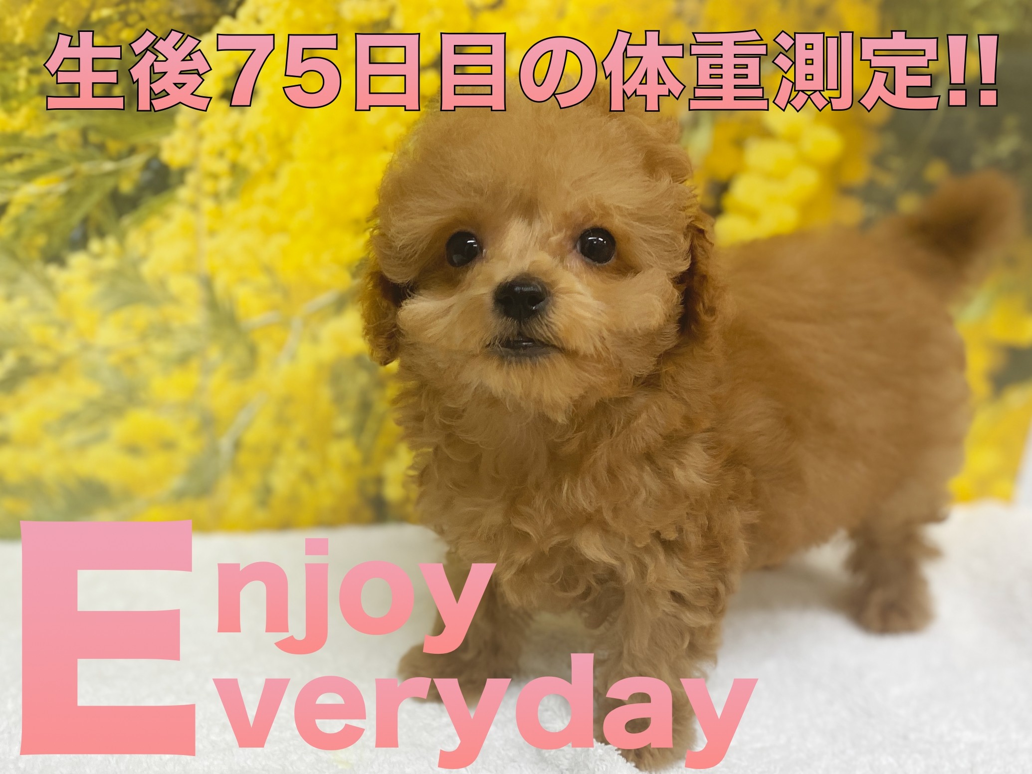 トイプードル 】生後75日の体重測定の様子と初めてのワンワン