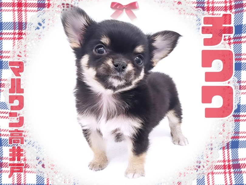 チワワ 】愛嬌たっぷり！小さめサイズの甘えん坊さんな男の子