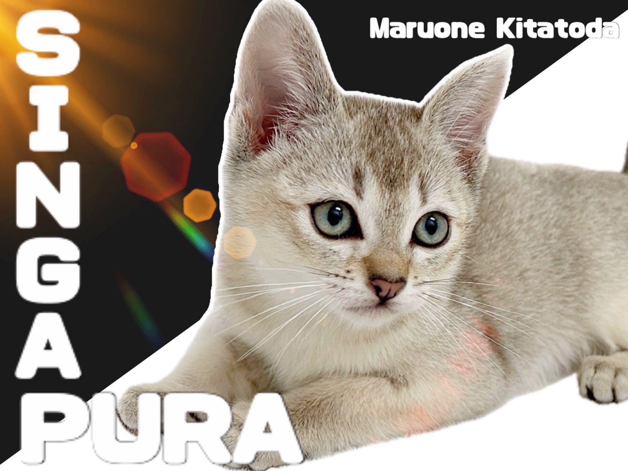 シンガプーラページ シンガプーラ | Purina