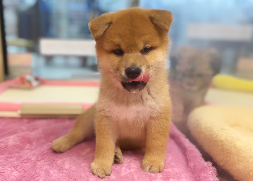 パピー期限定のニオイを嗅いだらトリコでっせ | 柴犬 （06-254） - 横浜 大倉山店