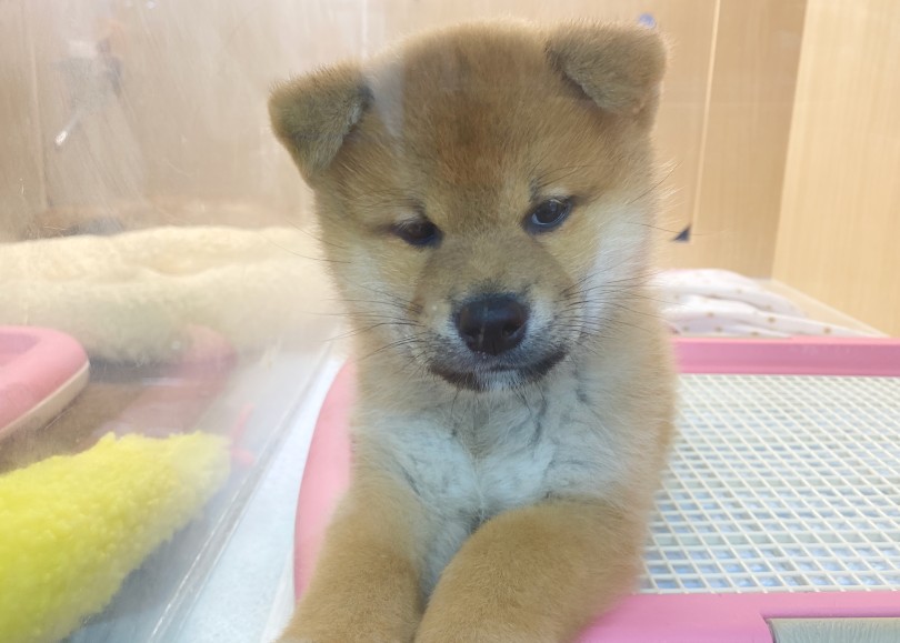 怒ってるんか？と思ってしまうこのお顔 | 柴犬 （06-254） - 横浜 大倉山店