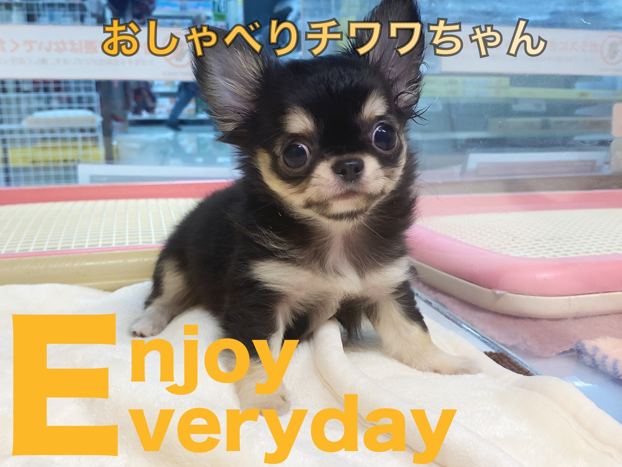 まるちわわんさま チワワ 】魅惑のムチコロボディ！小さめサイズの白たぬきチワワ