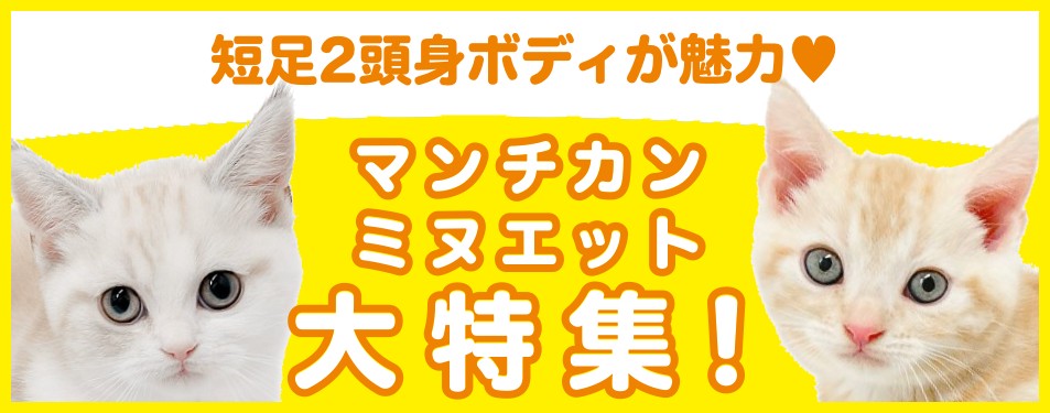 特集猫マンチカン・ミヌエット