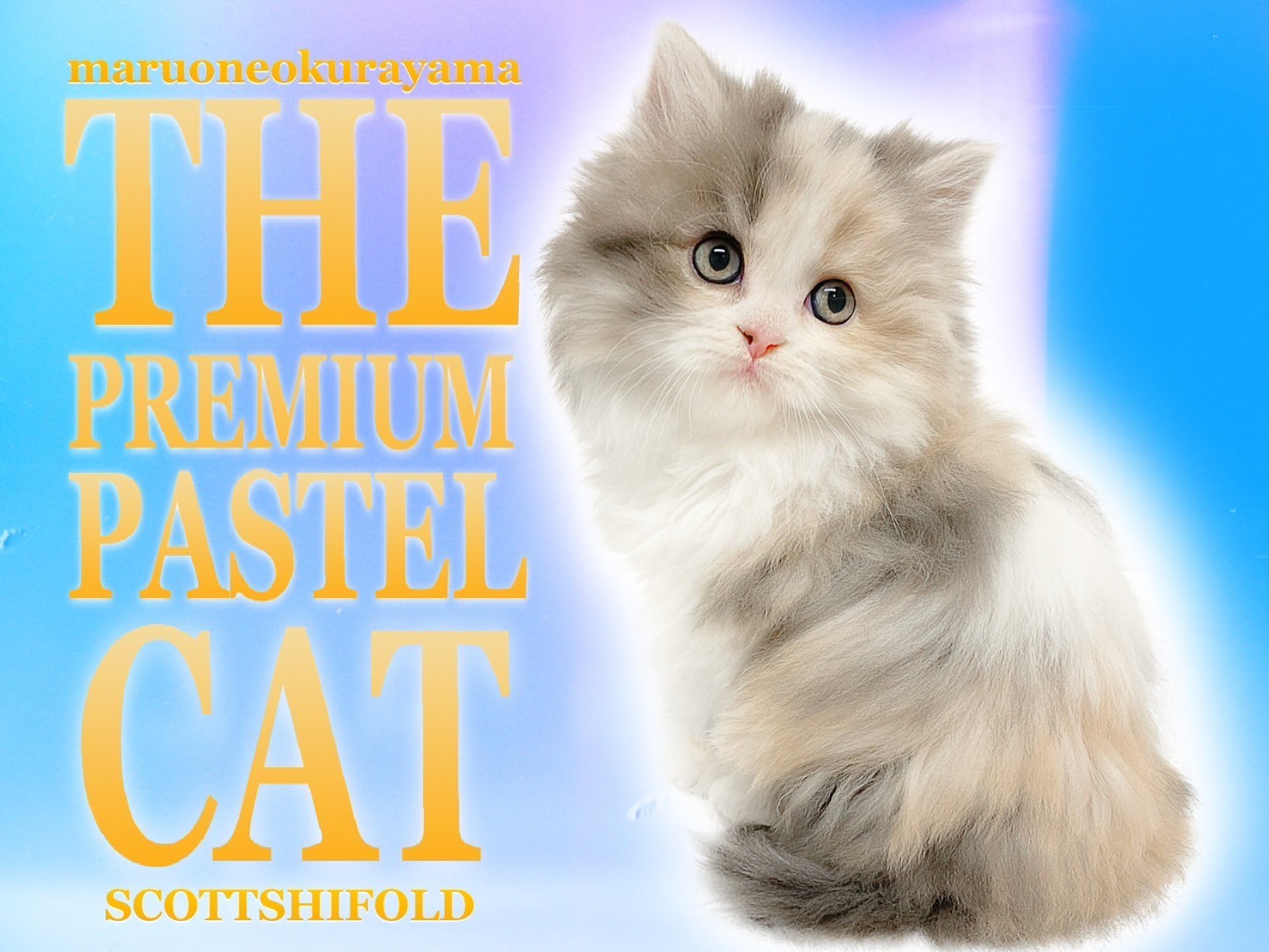 スコティッシュフォールド 】美しすぎる長毛パステルキャットが堂々
