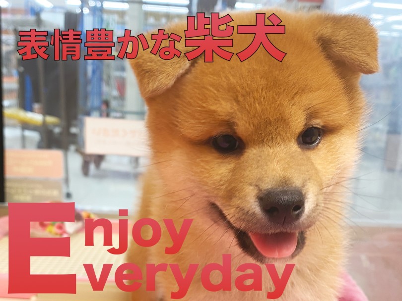 【 柴犬 】コロコロ変わる表情から目が離せない！表情豊かなしばおくん！