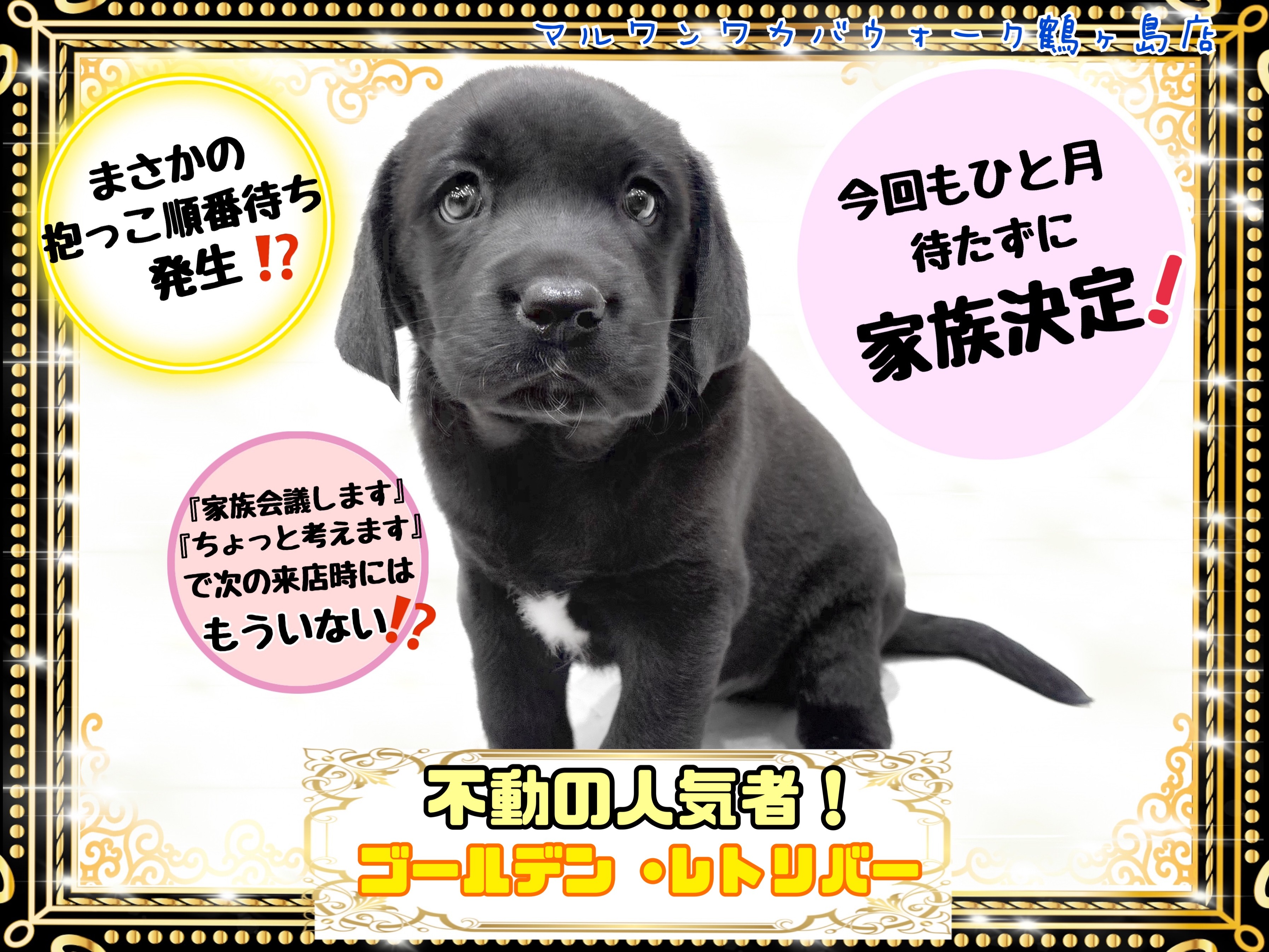 ラブラドール・レトリーバー 】今回もひと月待たずに家族決定！人気