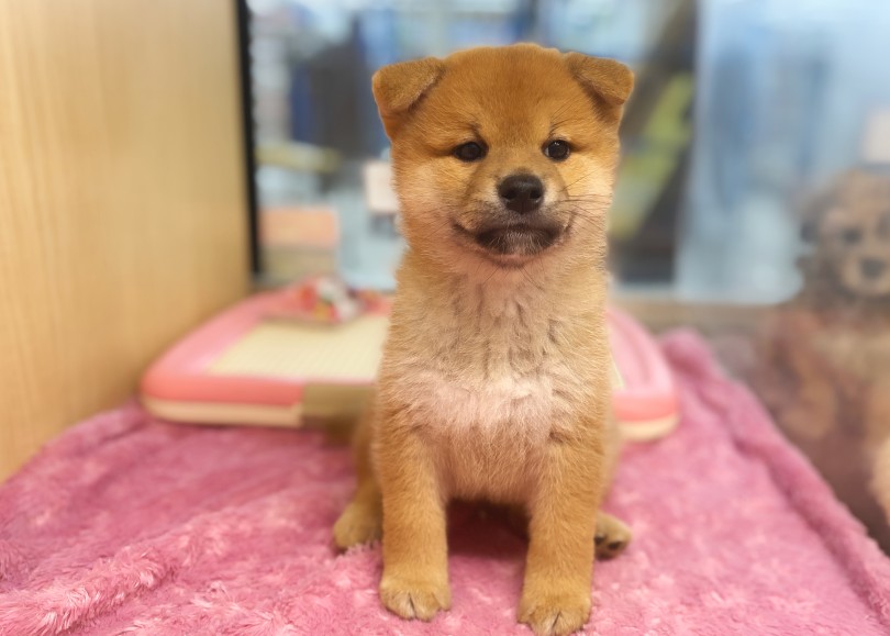 コロコロ変わる表情から目が離せないっ！ | 柴犬 （06-254） - 横浜 大倉山店