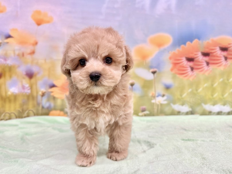 愛らしさ抜群の女の子に成長してます！ | MIX犬 マルプー （06-257） - 横浜 大倉山店