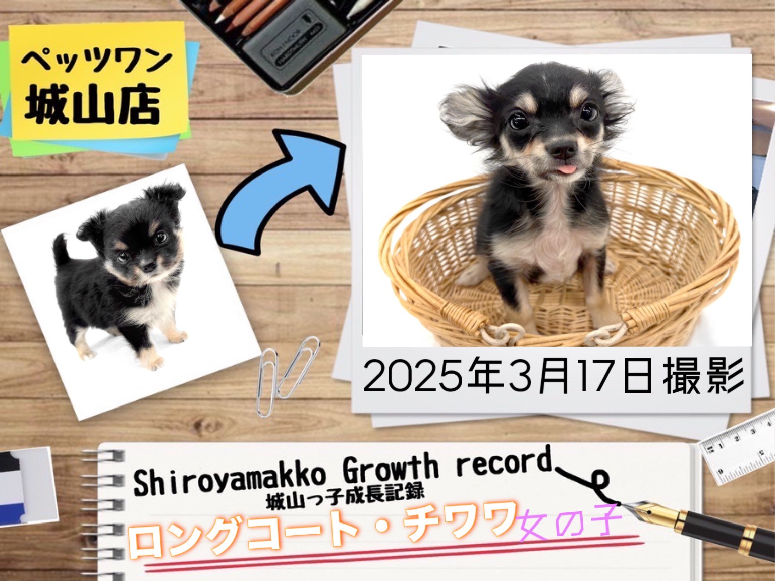 チワワ 】 チワワの城山っ子成長報告！2025年3月17日 | マルワン