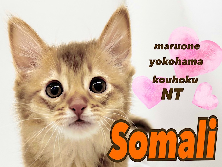 ソマリ 】環境馴れ抜群！太陽の様なカラーとスレンダーな美