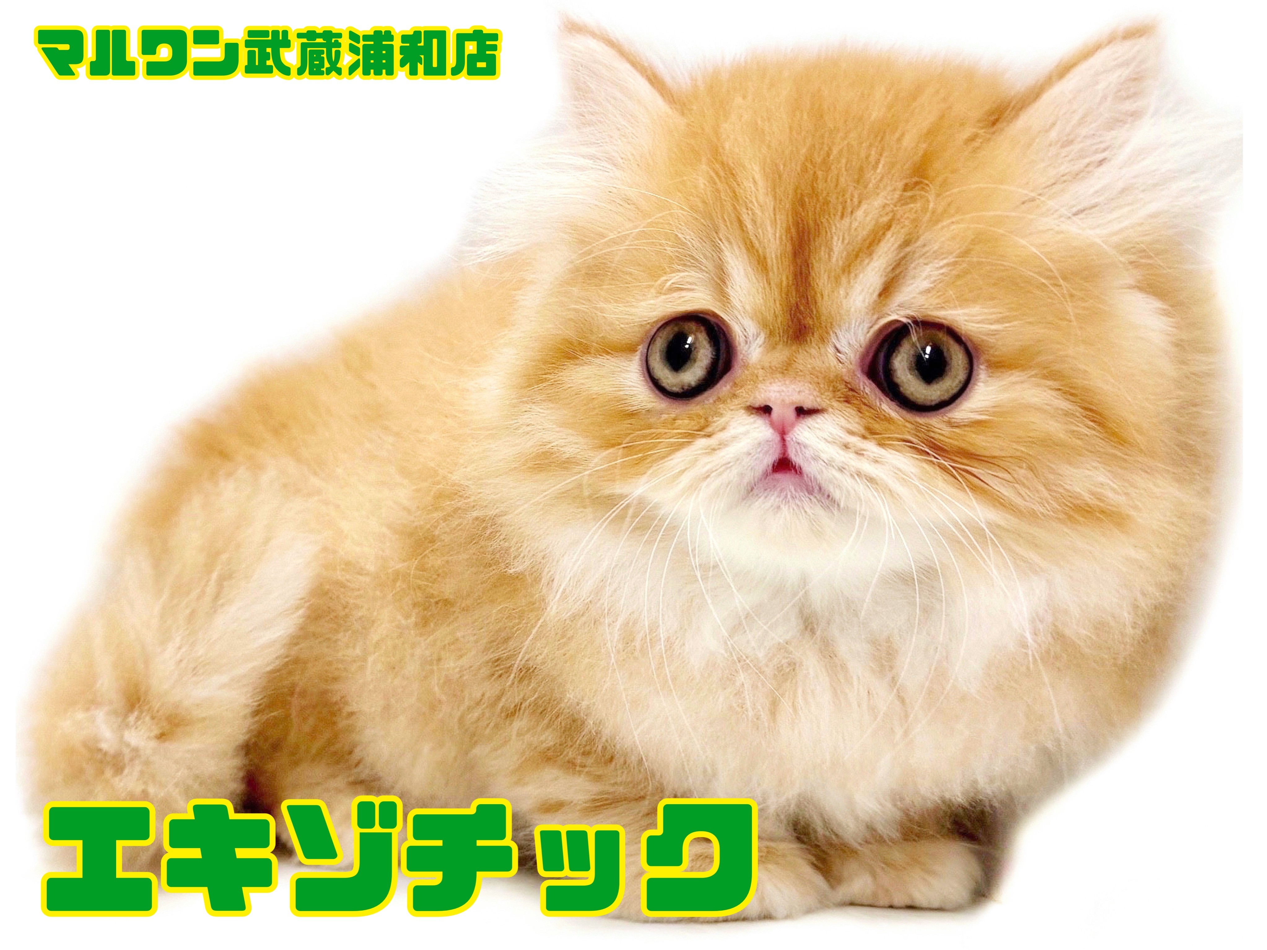 ae09d7059bd737042d78ee1f43e615