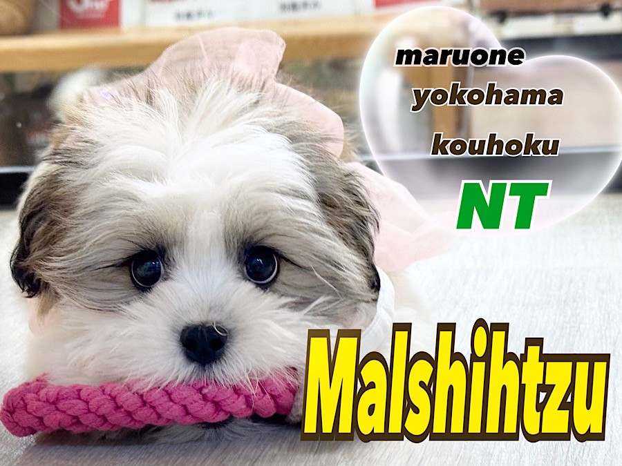 MIX 】生後100日！マルチーズ×シーズーのミックス犬マルシーズー成長