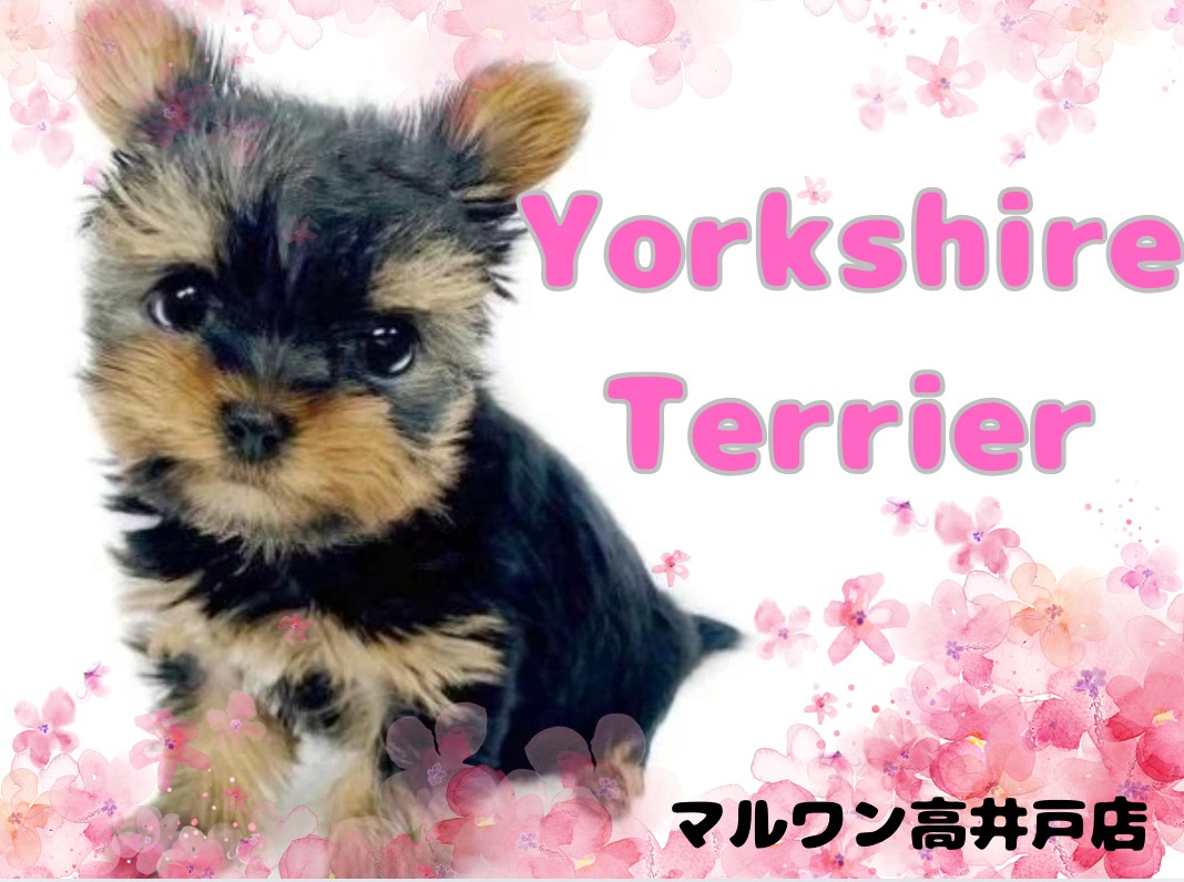 ヨーキー 】現在の体重は700g未満！プレミアムな小さめヨーキーちゃん