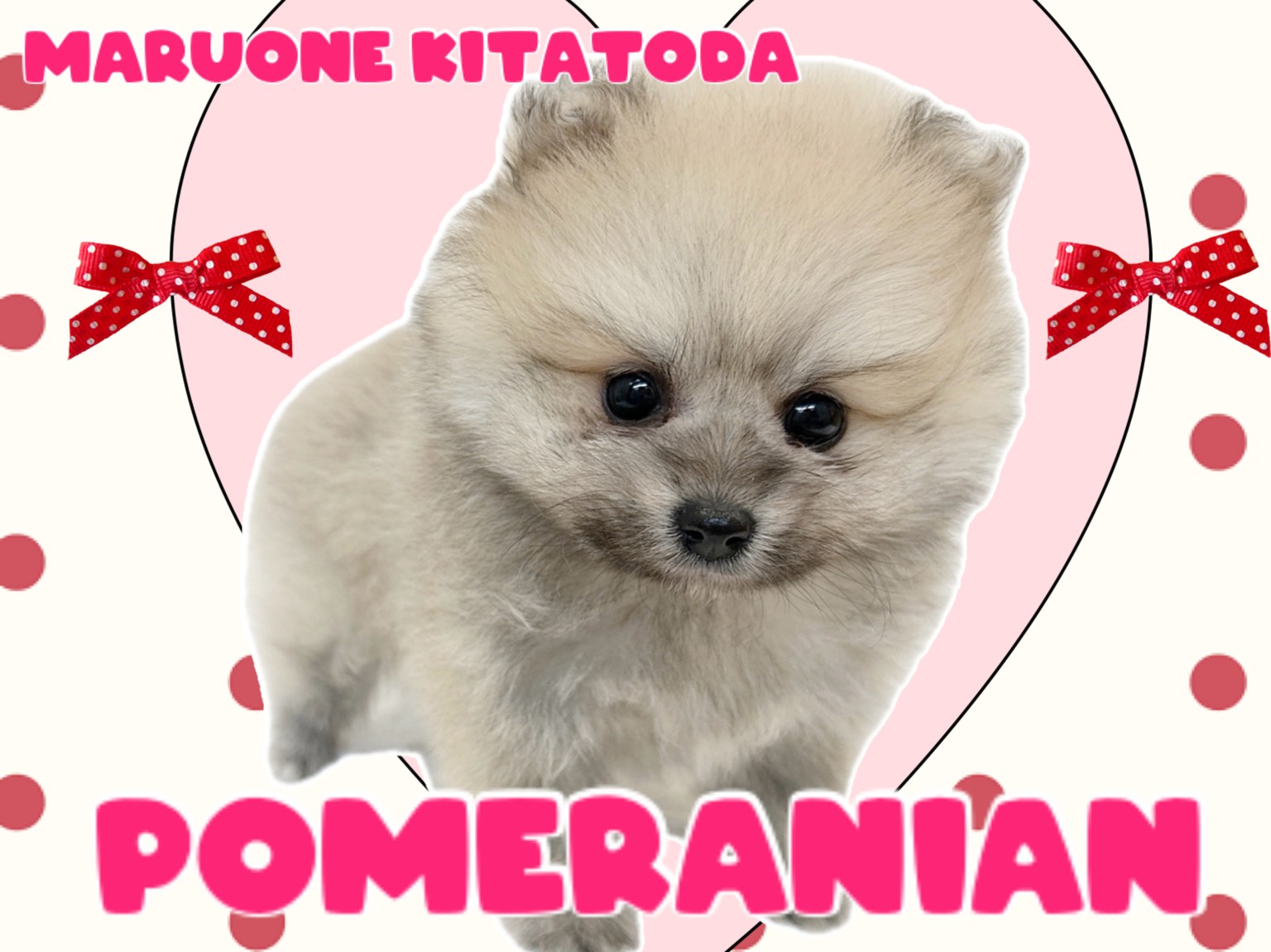 ポメラニアン 】お顔もボディも黄金比！究極すぎるポメちゃんが埼玉に