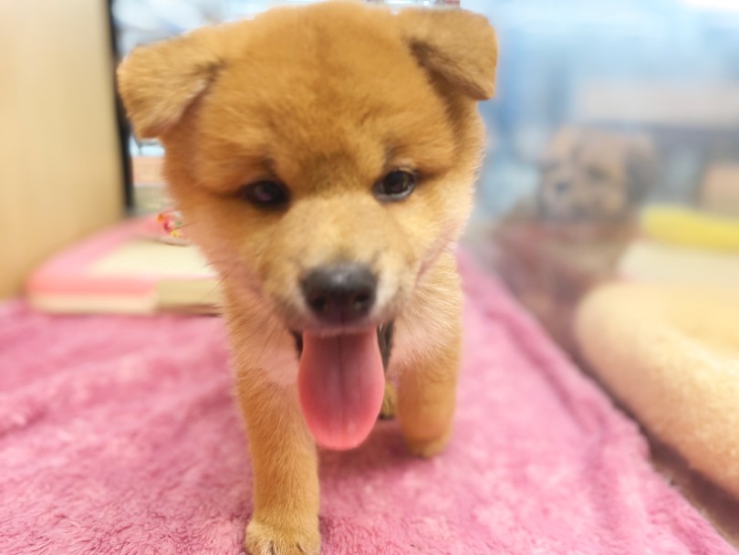 お口からパピー臭がすごいするんですよ | 柴犬 （06-254） - 横浜 大倉山店