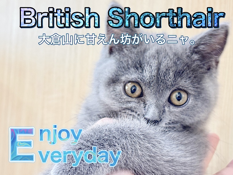 【 ブリティッシュショートヘア 】今日も今日とて甘えん坊な女の子！