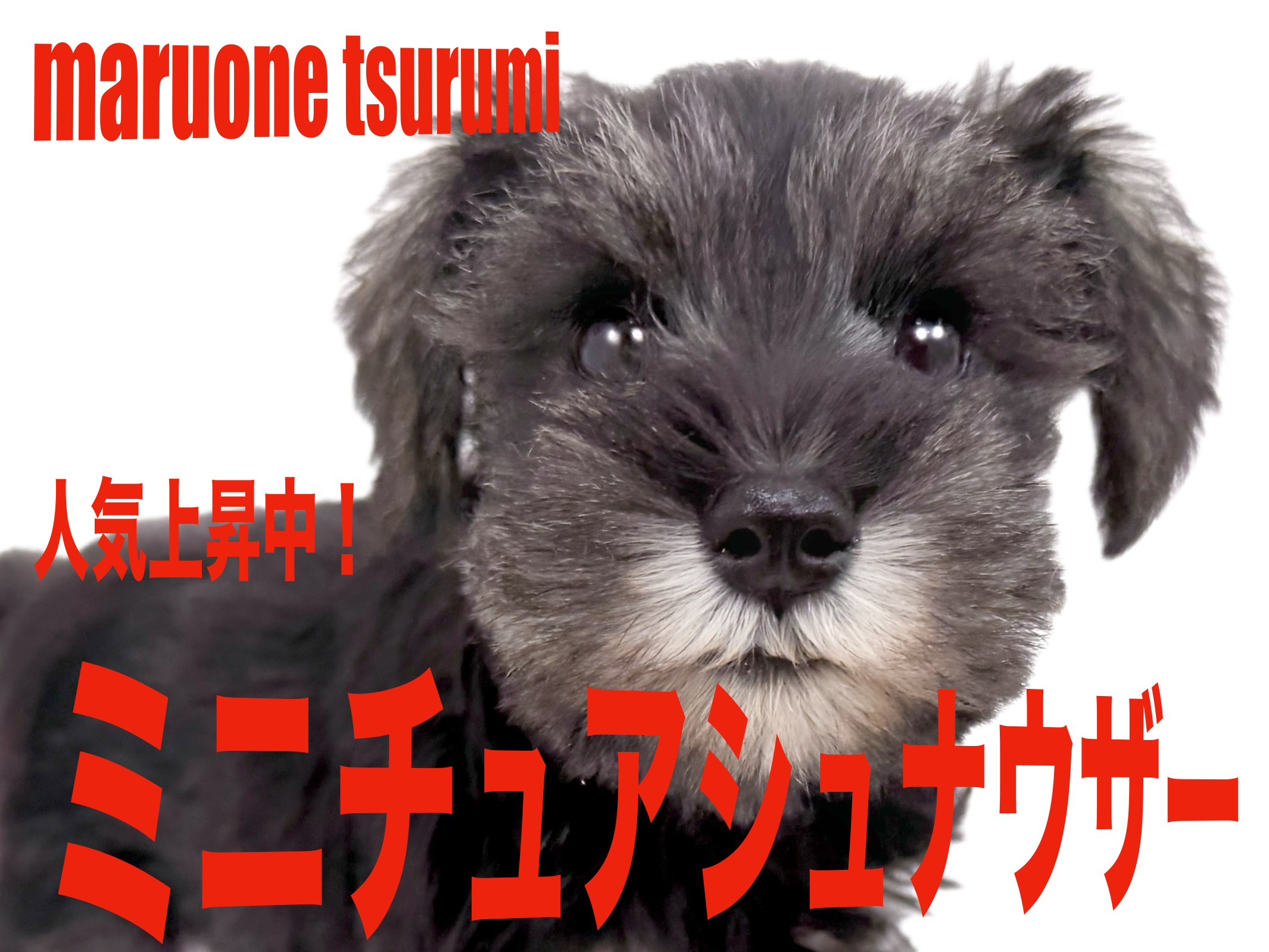シュナウザーさま ミニチュア・シュナウザー 】パパはJKCのJrチャンピオンの