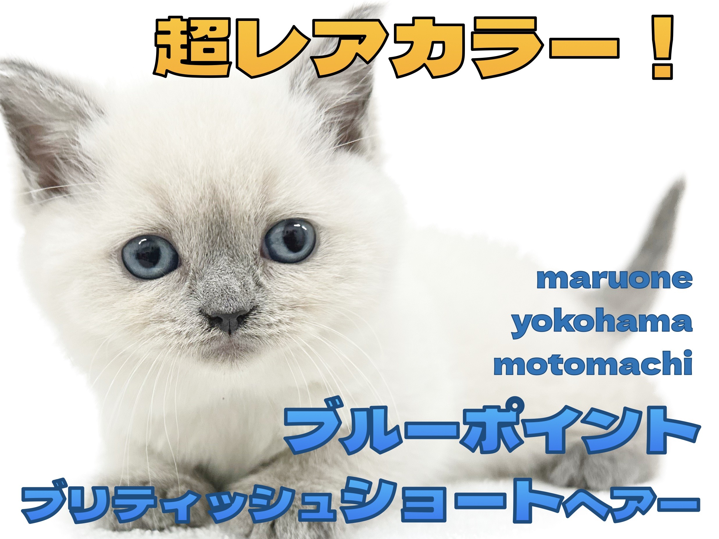 ブリティッシュショートヘア 】青い流星！ブルーポイントカラーの激