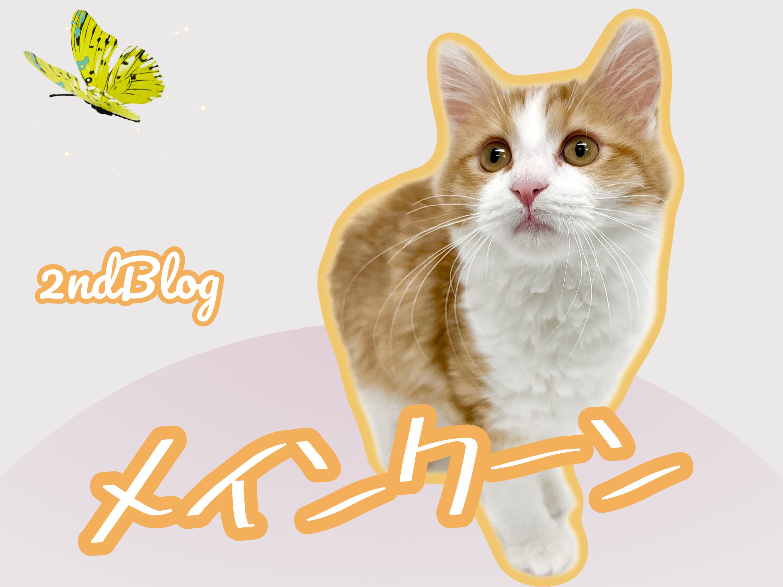 メインクーン 】成長記録！美しさに磨きがかかり更なる美猫へ