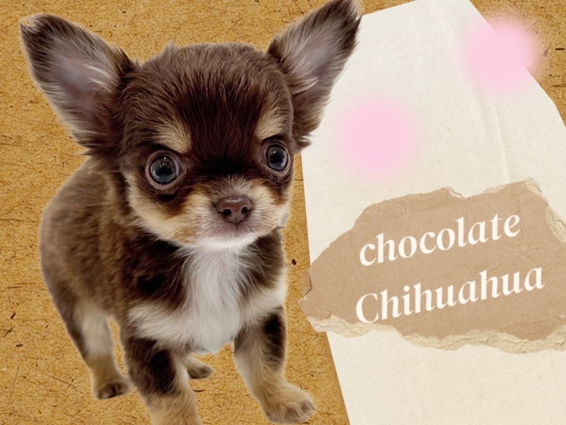 チワワ 】大人気チョコタン！飼いやすさ抜群！小さめサイズの穏やか