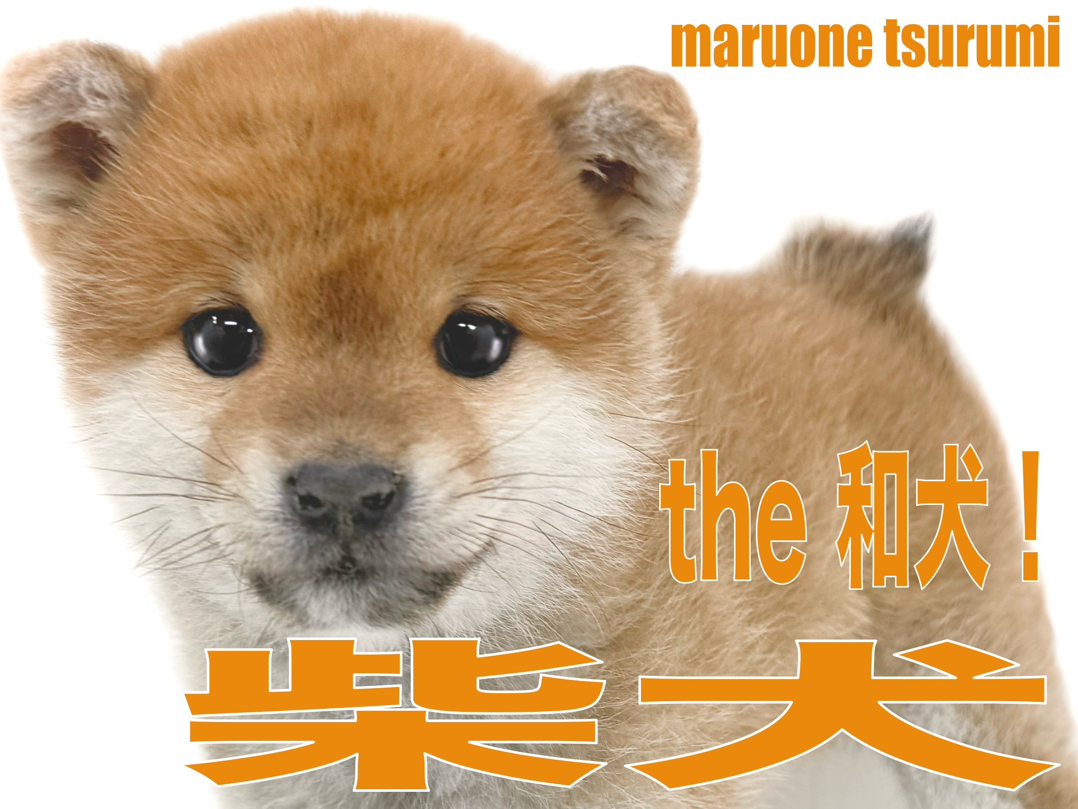 柴犬のクマ 柴犬 】くまさん顔のthe 和犬、可愛いらしい女の子！ | マルワンBLOG