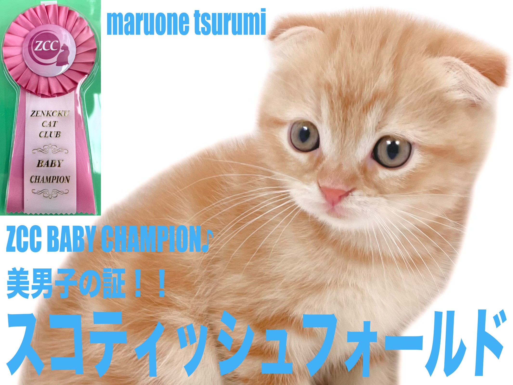 スコティッシュフォールド 】ZCCのBABYチャンピオンの美麗な男の子