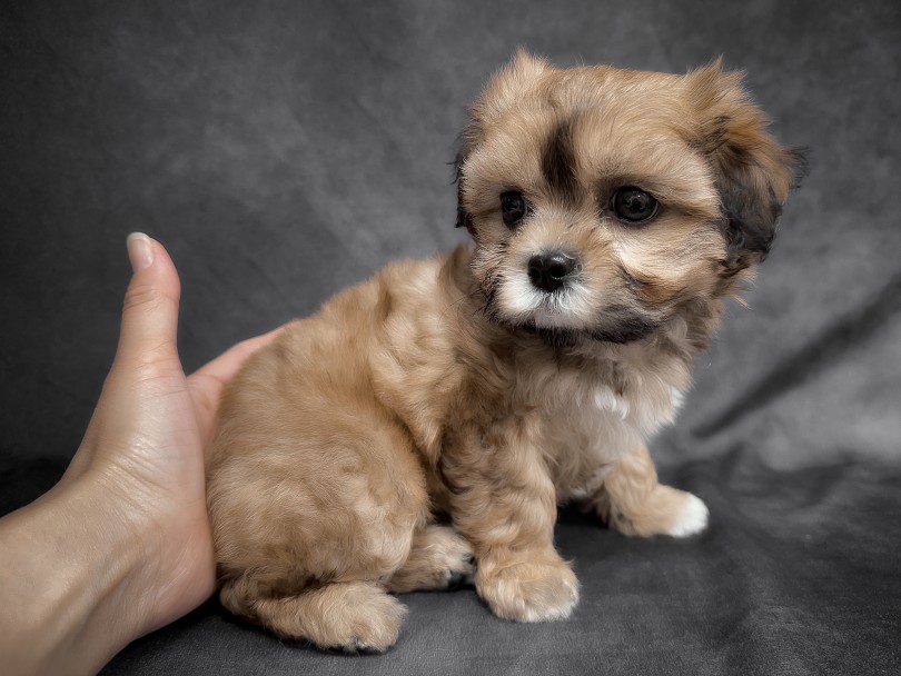 新しい環境でも楽しんで過ごしています！ | MIX犬 シープー （06-258） - 横浜 大倉山店