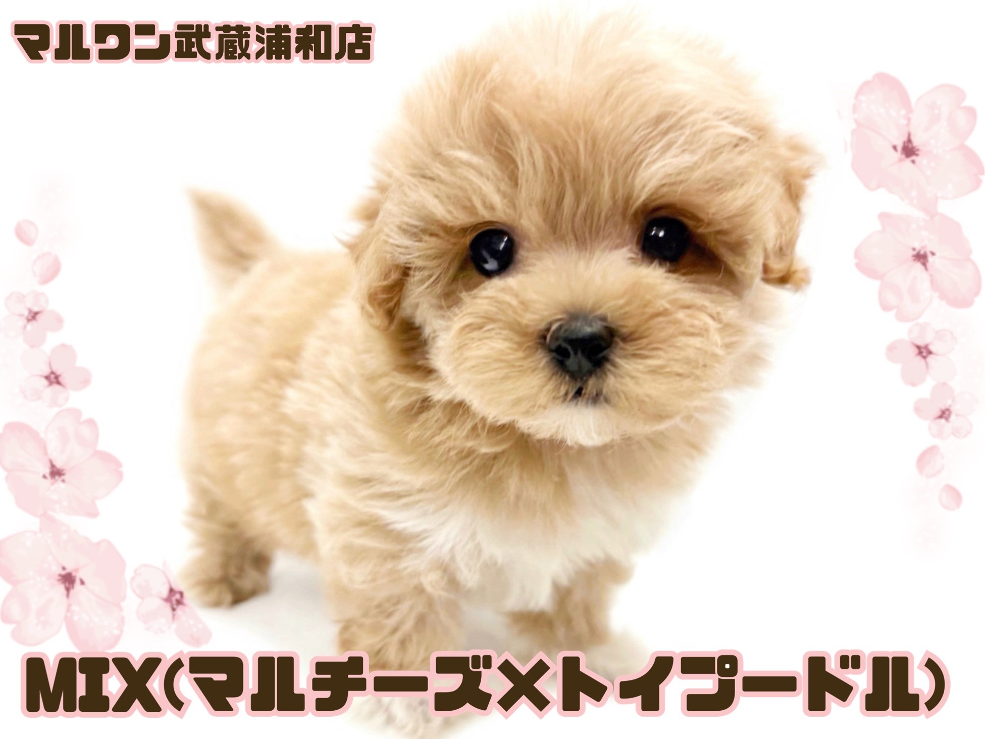 マルプー 】マルチーズとトイプードルの最強MIX！アプリコットの