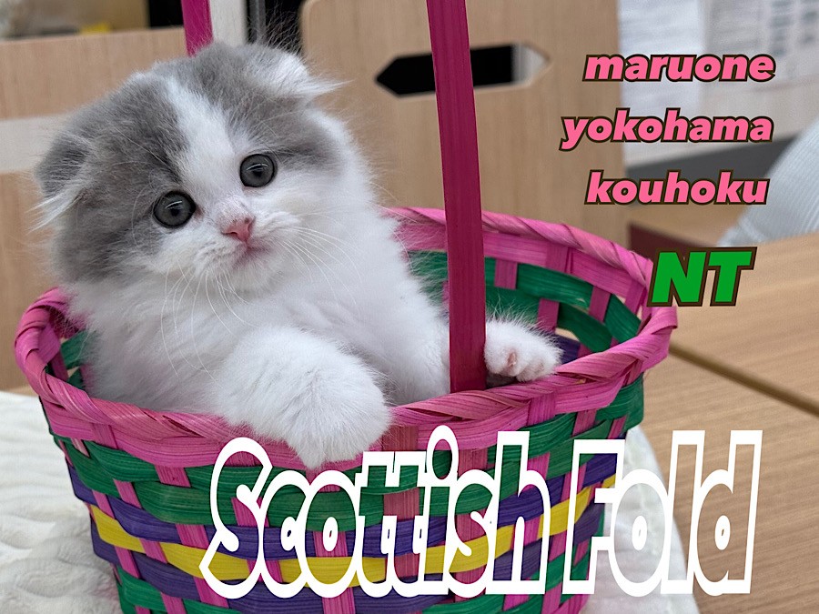 スコティッシュフォールド 】横浜市都筑区で人気の折れ耳猫！まん丸お