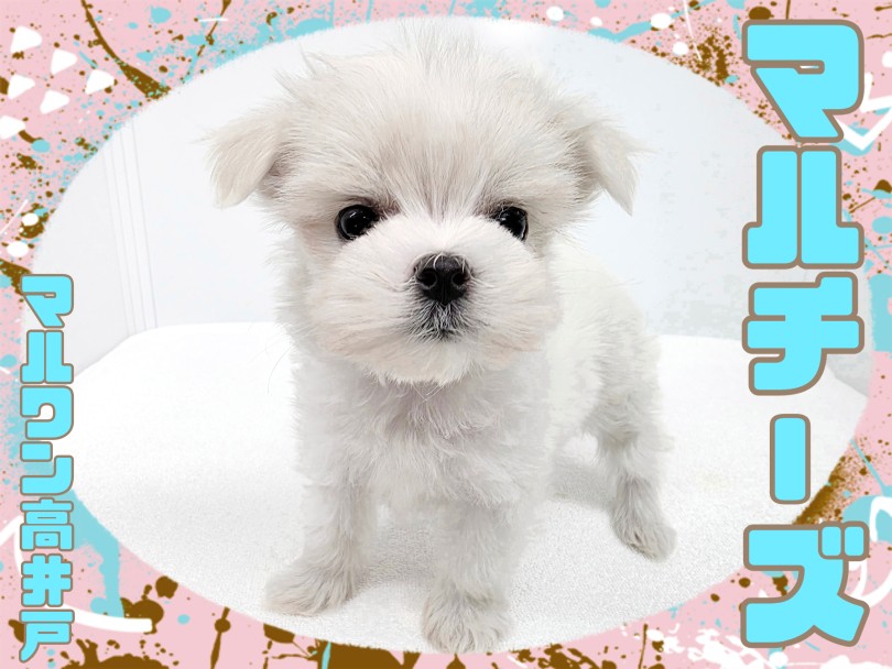 マルチーズ 】お顔も性格も可愛いアイドルワンコ！マイペースな純白