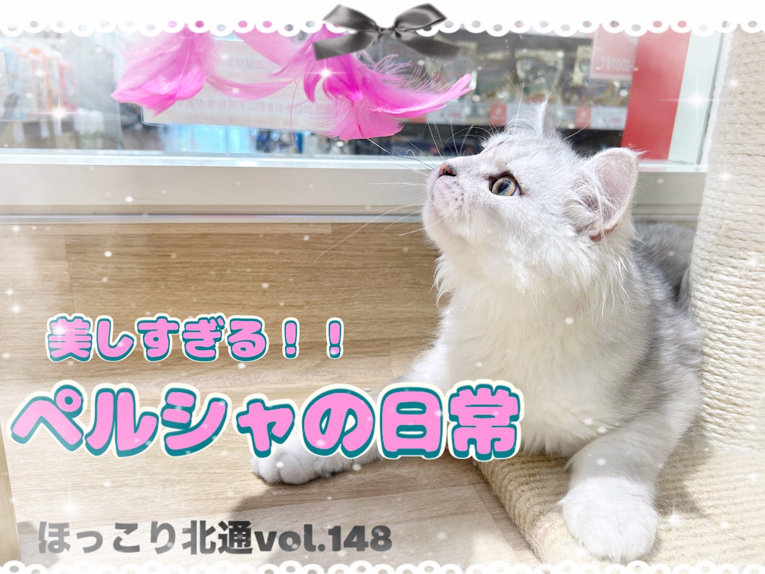 ほっこり北通vol.148 】お膝の上でもへそ天！デレ強めなペルシャちゃん