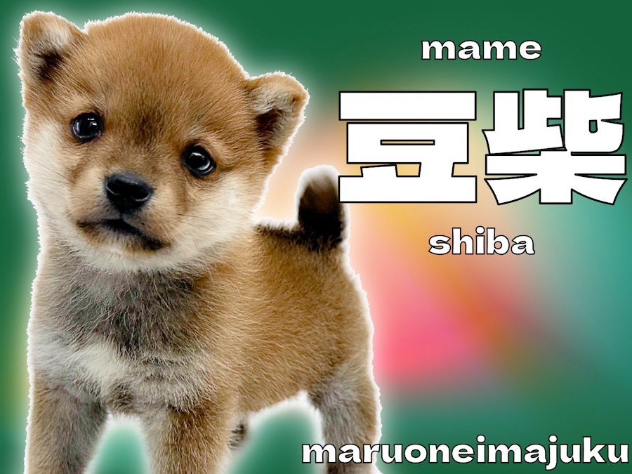 豆柴 】生後69日で870g！ミニマム家系から生まれた超温厚な男の子