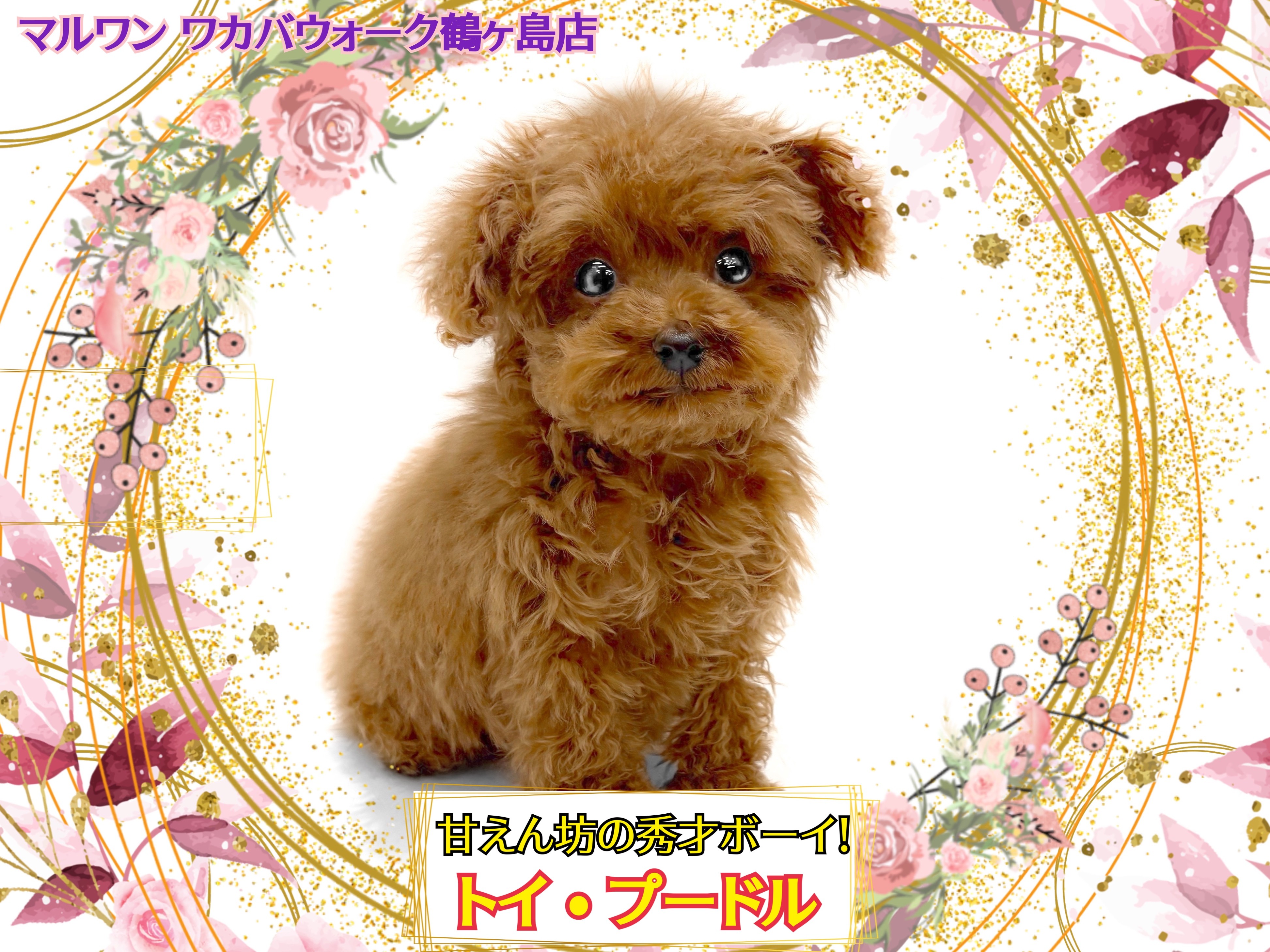 ☆受付☆トイプードル・ミニサイズ トイプードル 】とっても賢く甘えん坊なミニサイズのプーちゃん