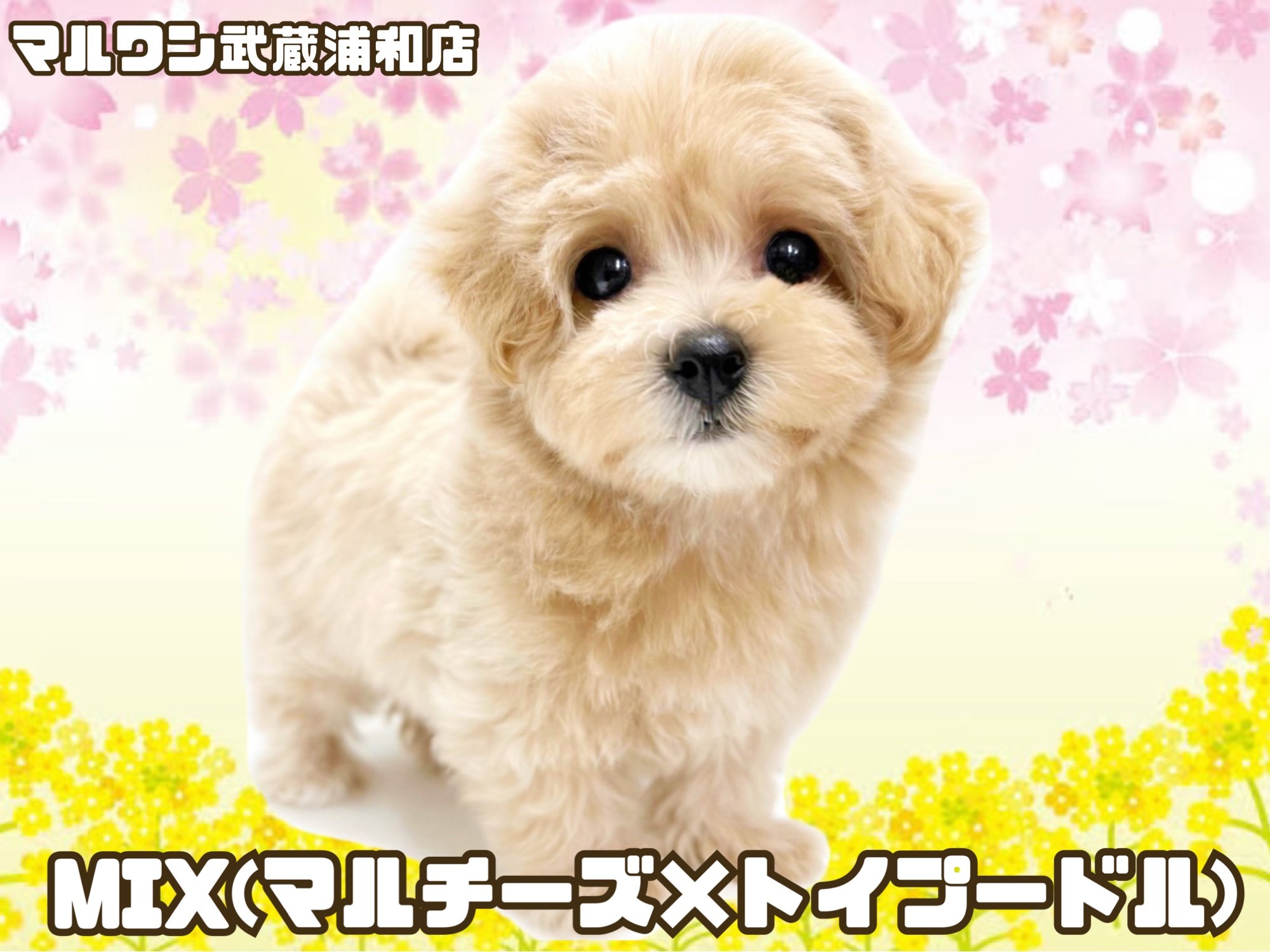 パネルのみ❤ヨーキー　シーズー　マルチーズ　チワワ　トイプードル　プリン パネルのみ❤ヨーキー シーズー マルチーズ チワワ トイプードル