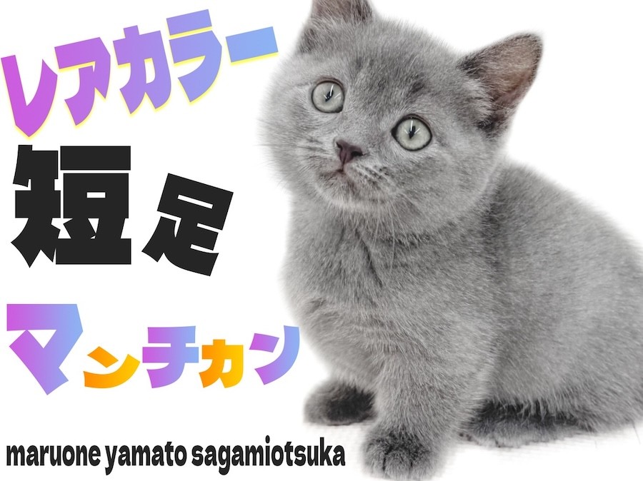 マンチカン 】愛くるしいフォルムと希少なブルーカラーの短足キャット