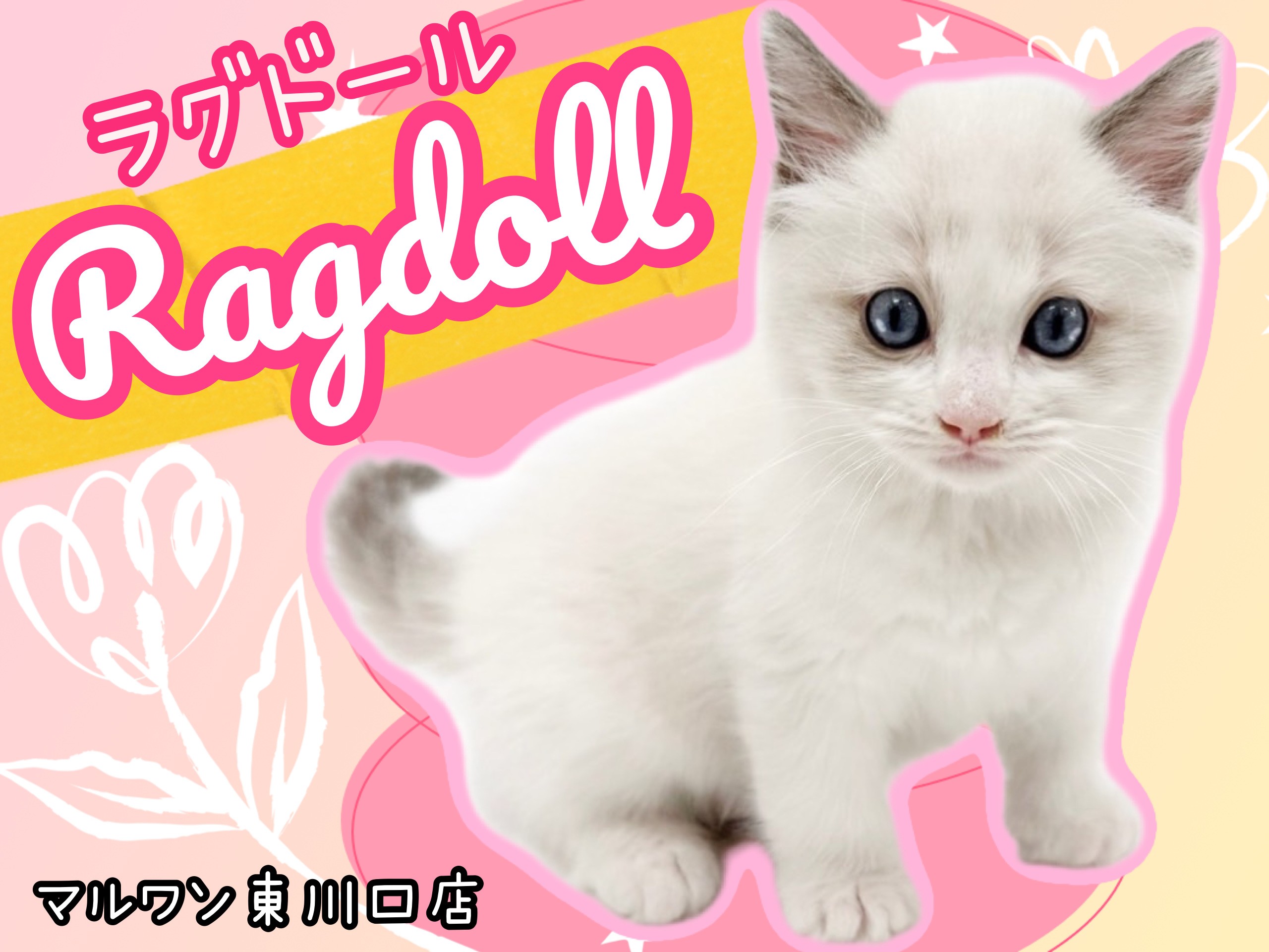 ラグドール 】純白被毛に青い瞳！スペシャルなルックスの美男子が登場