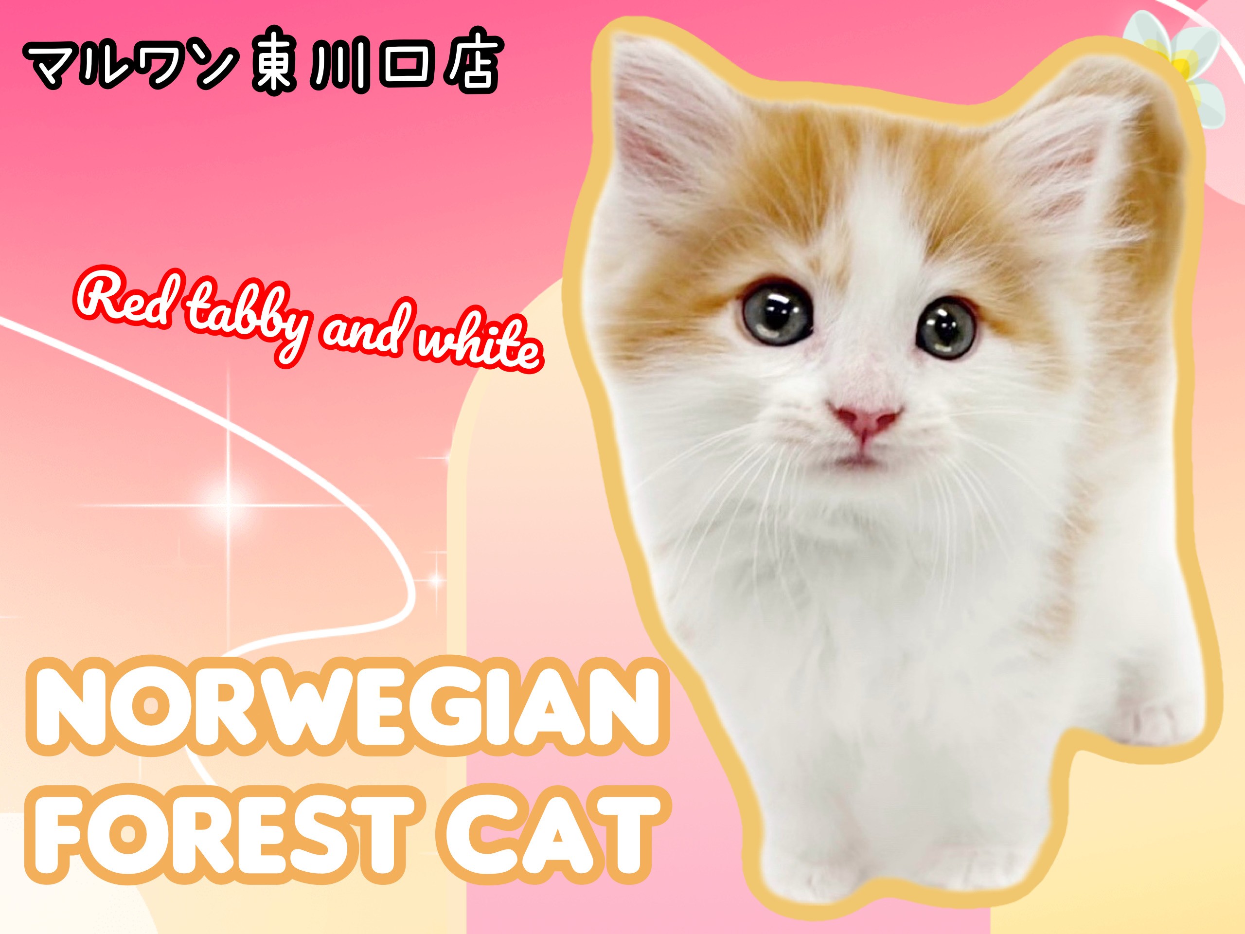 ノルウェージャンフォレストキャット 】初日から元気いっぱいな超美猫