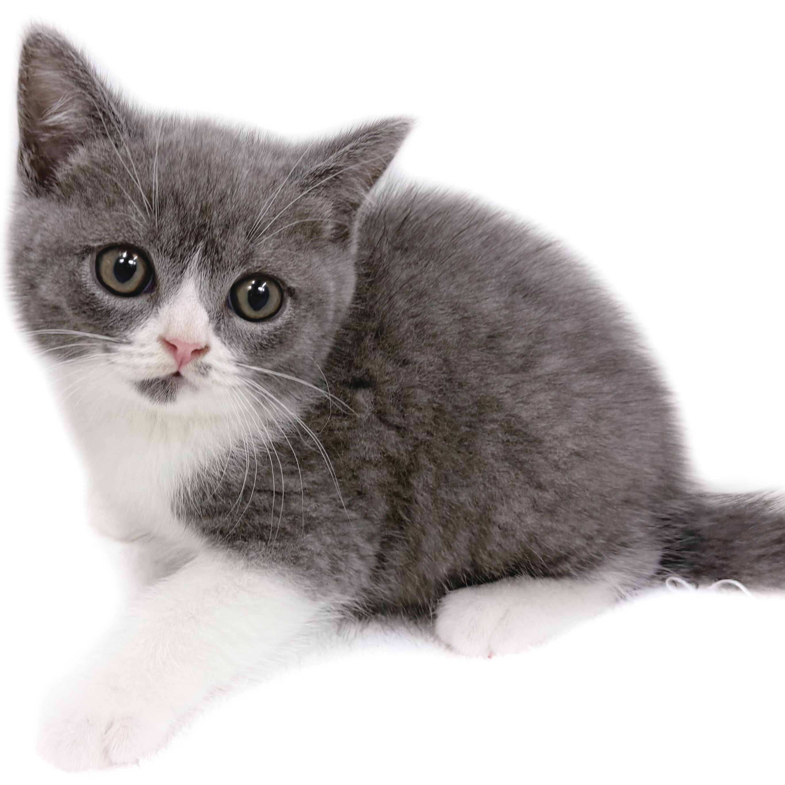 ブリティッシュショートヘア | ペットショップ マルワン 小さめ子犬