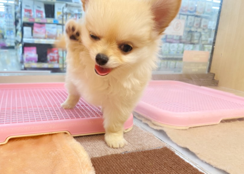 ブログのサムネイルに使った写真良すぎません？ | チワワ （06-276） - 横浜 大倉山店
