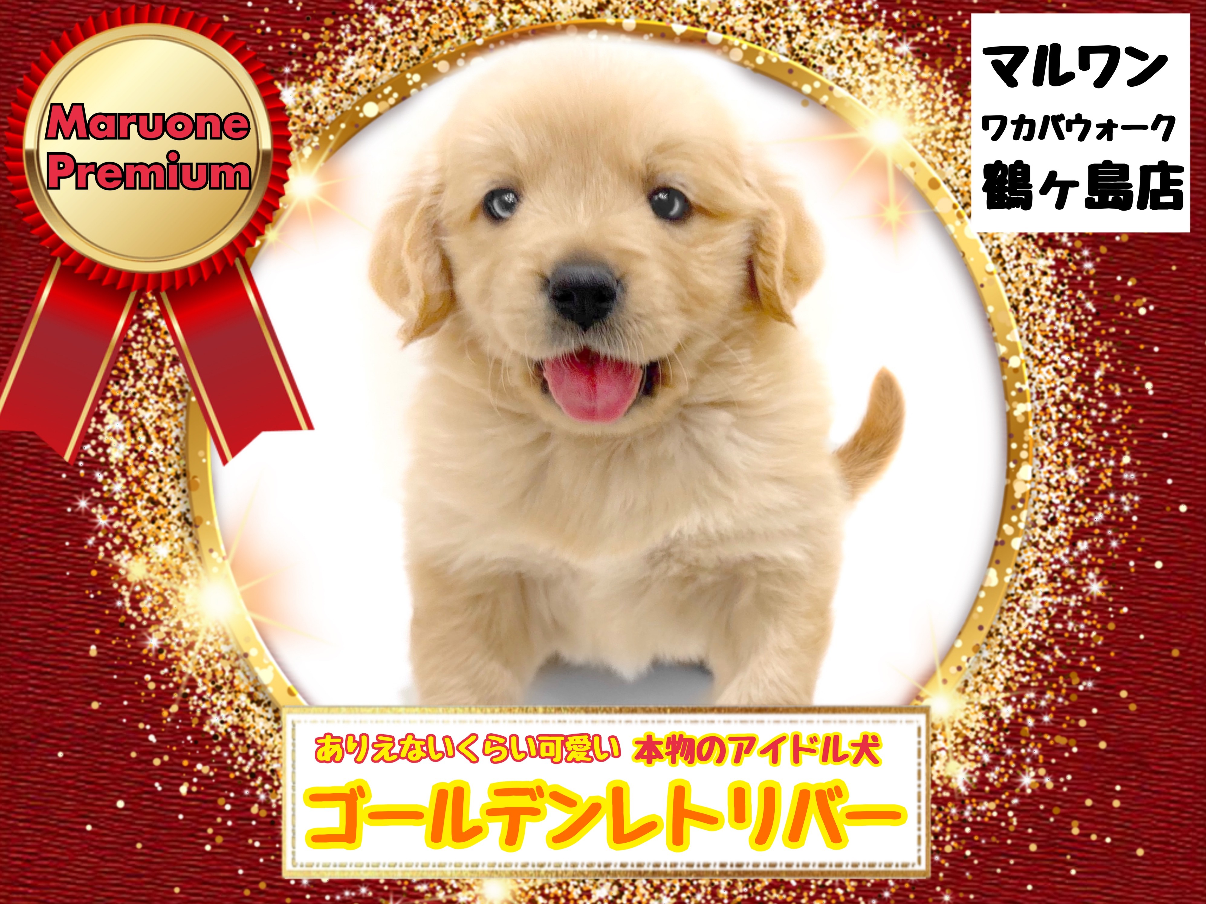 ゴールデンレトリバー 】他を寄せ付けない圧倒的な可愛さ！プレミアム