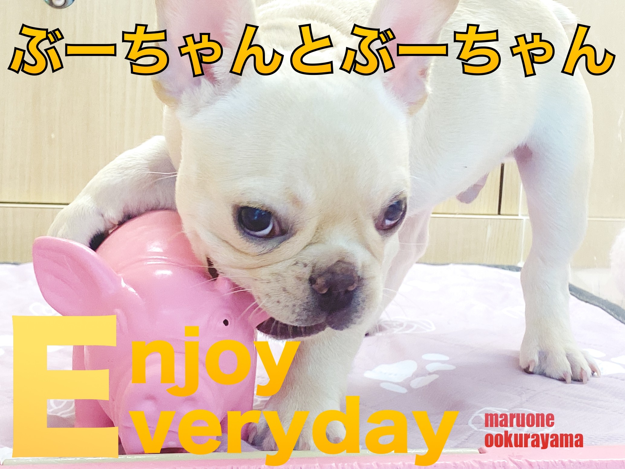 フレンチブルドッグ 】遊び好きなフレブルちゃんにぴったりなおもちゃ