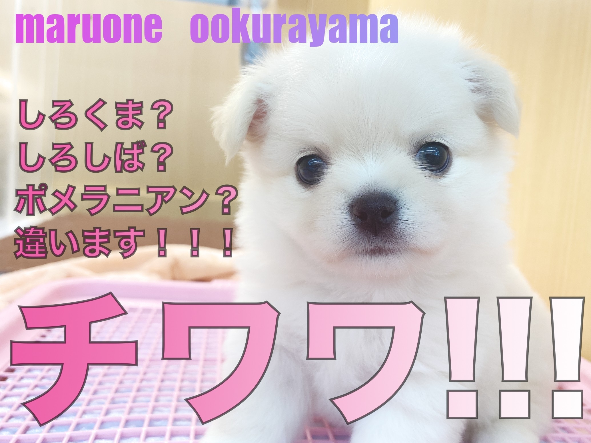 974de1607a0a6e130be86931710a30