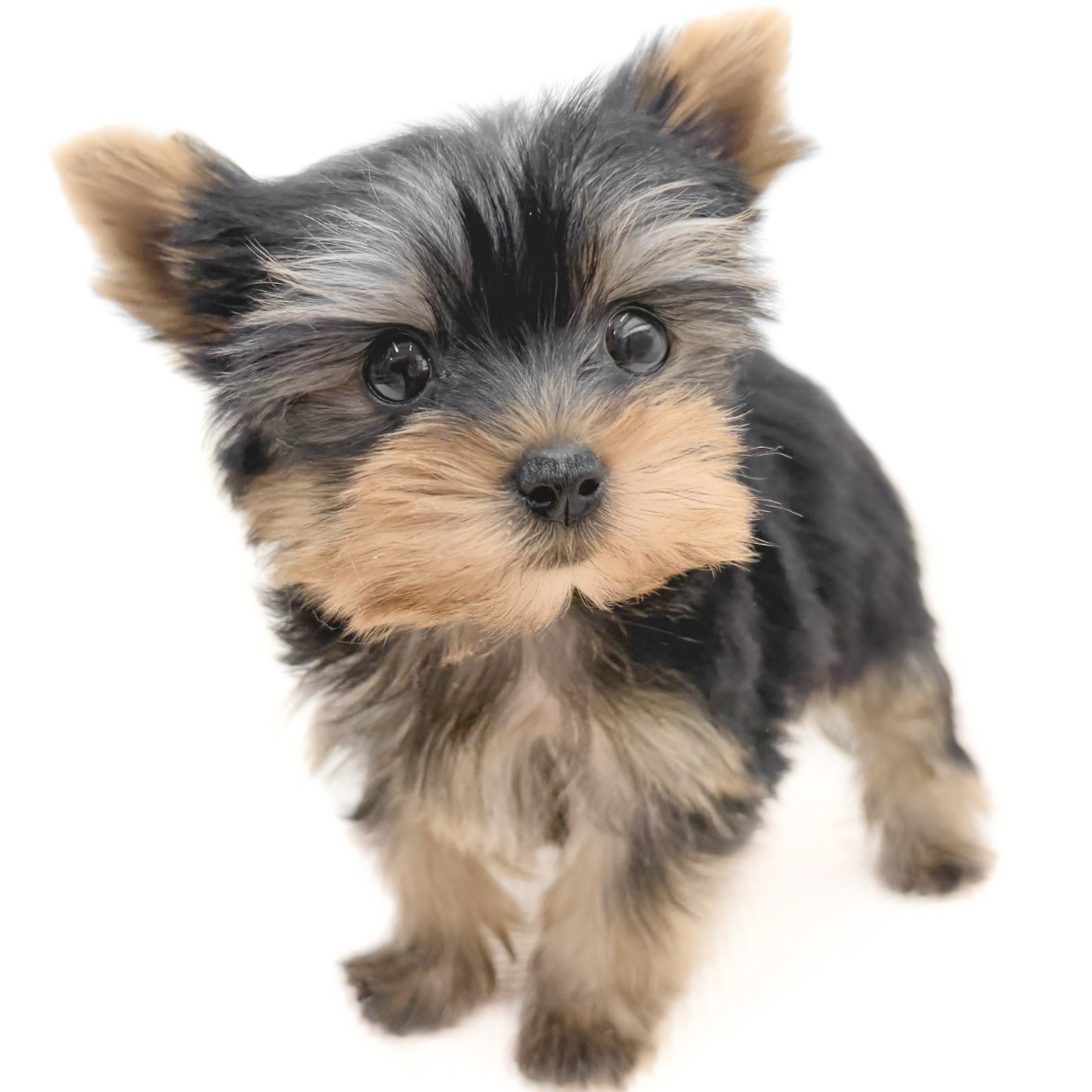 ヨークシャーテリア | ペットショップ マルワン 小さめ子犬 美形