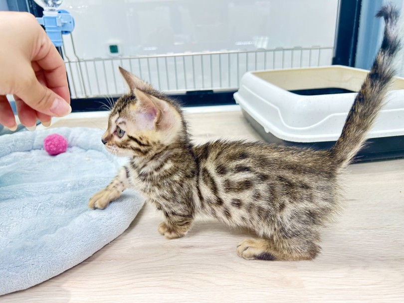 短毛でお手入れがしやすい猫種 | ジェネッタ （18-516） - 横浜 元町店